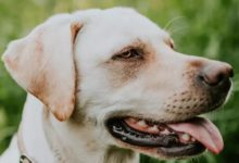 狗狗睡姿及其意義-頭條楓林網