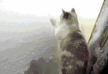 下雪天的喵星人，玩瘋啦！-頭條楓林網