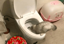 主人下班回家，發現貓咪嘴角經常有水，主人氣的想打！-頭條楓林網