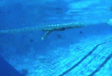 別只把游泳當玩樂，游泳能讓寶寶越來越聰明-頭條楓林網