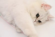 白貓看起來沒什麼肉很瘦，白貓很瘦怎麼補充營養-頭條楓林網