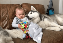 二哈長時間被冷落，它卻去巴結小主人：以後不缺零食了-頭條楓林網