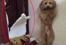 沒帶泰迪出去玩，主人回來後無語了：這裝修風格我真的甘拜下風-頭條楓林網