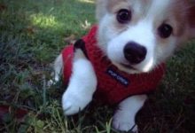 如何一招呼狗狗就自己跑回來？學會這幾招，關鍵時候能救它一命-頭條楓林網