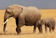 獅子和大象誰更厲害？為了搶奪水源引發挑戰，結果令人意外！-頭條楓林網