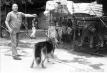 德牧遇到獅子後被嚇愣了，當藏獒與獅子相遇時，獅子卻被整蒙了！-頭條楓林網