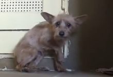 小狗被打斷前腿拋棄，害怕生人那恐怖的表情真是讓人心痛！-頭條楓林網