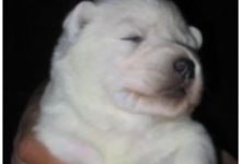 頭次見如此「財迷心竅」的小狗，睡覺得摟著鈔票，網友：好夢！-頭條楓林網