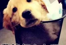 女主人早餐煮了兩顆雞蛋，卻憑空消失，轉頭看向汪星人瞬間笑翻-頭條楓林網