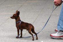 以後遛狗必須要帶牽引繩還有「它」，否則會被沒收狗狗並罰款！-頭條楓林網