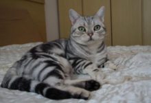 貓咪出現便秘的情況怎麼辦？-頭條楓林網