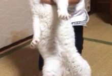 熊孩子非要和貓咪一起玩，結果貓咪慘遭鎖喉，貓咪的反應令人心疼-頭條楓林網