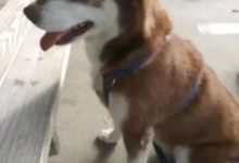 哈士奇消失18月，在千里之外被找回，背後的故事細思極恐！-頭條楓林網