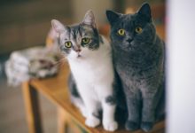 貓咪愛逞強，有病也不講，這四個細節可以知道貓咪是否健康-頭條楓林網