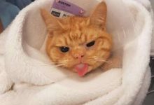 英國流浪貓愛擺臭臉，然而卻備受寵愛，只因它挺過了萬千傷痛-頭條楓林網