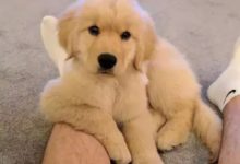 金毛小天使真的是太太太可愛了～-頭條楓林網