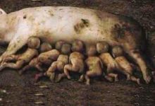 雲南：母豬生下人類的孩子？小山村的奇聞怪事-頭條楓林網
