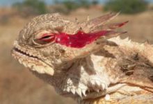 蜥蜴奇特的獨門技巧：遇見危險時，眼睛竟會噴射血液！-頭條楓林網