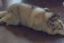 主人罵哈士奇是個大胖豬，哈士奇直接跟她吵了起來，太搞笑了！-頭條楓林網