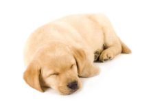 小型犬比大型犬更長壽？學會這幾招，讓你一眼看出狗狗的年齡-頭條楓林網