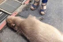 環衛工處理巨型「老鼠」，女子慌忙上前止住，得知真身不一般-頭條楓林網