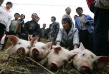 非洲豬瘟恐怖！ 專家警告：吃了病豬肉 人就帶病毒-頭條楓林網