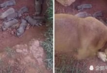 男主人大怒活埋小奶狗，路人看了都來勸阻，知道實情後卻沉默了-頭條楓林網