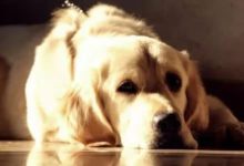 注意！家中常見消毒液隨時可能要了狗子的命-頭條楓林網