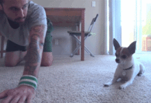 ​美國​加州火山爆發前，主人逃離時忘記帶狗，狗狗一直等在原地-頭條楓林網