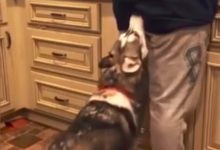 二哈習得非洲二哥獨門秘技後，就拿主人來練手，太可怕了……-頭條楓林網