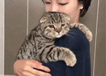 這隻貓使出了畢生的撒嬌功力，只為了逃避洗澡…-頭條楓林網