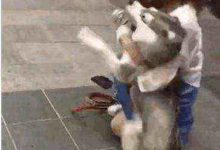 大街上看到鏟屎官教育哈士奇，卻險些被二哈反擊報復了-頭條楓林網