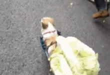 狗子陪天津大爺去買菜，回來時拉了一車大白菜！網友：必須給它漲狗糧！-頭條楓林網