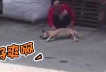 汪被隔壁老闆摸到太舒服險忘娘，媽媽嘆：差點變別人家的狗-頭條楓林網