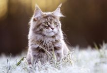 緬因貓總是吃肉變挑食，緬因貓挑食只吃肉-頭條楓林網