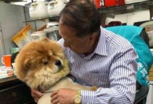 主人去世2年，翻出主人的衣服後，狗狗的反應讓人淚流滿面！-頭條楓林網