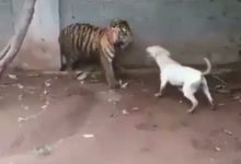 不要天真的以為虎落平陽真會被犬欺，真相就是這麼簡單利落！-頭條楓林網