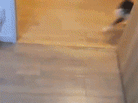 冬天，請對身邊養狗的朋友好一些！因為他們實在是太不容易了！-頭條楓林網