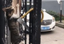 小貓咪為了偷魚吃，練就一身的絕世武功，網友：一看就是武林高手-頭條楓林網