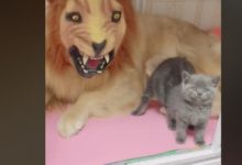 小藍貓睡醒之後被嚇破膽，這大獅子哪來的？網友：這是你親戚！-頭條楓林網