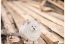 女友娘家養的貓咪，對人不熱情，小伙想教訓它不料「落地成盒」！-頭條楓林網