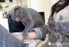 第一隻主動請主人擼的貓咪，主人剛一放手，貓咪就這樣做-頭條楓林網