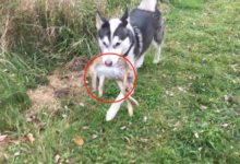 二哈跑進山裡，好久才找到它，結果發現它還叼著「獵物」-頭條楓林網