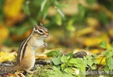 生命究竟如何產生？這個問題有了答案，或許和它有關-頭條楓林網