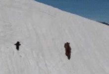 「熊寶寶」爬雪山的視頻刷屏：生活不易，要麼，再試一次？-頭條楓林網