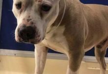 外國男子驅車200英里，只為了救下這隻狗狗，幸好趕上了...-頭條楓林網