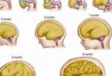 懷孕時如何強化胎兒的腦-頭條楓林網