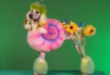 寵物「艷照」，你怎麼看？-頭條楓林網