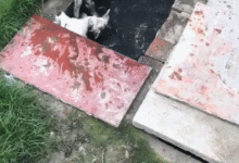 兩隻狗跑到化糞池洗澡，不料上不來，主人立馬氣炸！-頭條楓林網