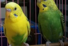 最適合手養的鸚鵡，推薦這幾種-頭條楓林網